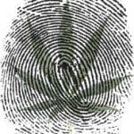 Marijuana Plat And The Biometric Fingerprint Graphic